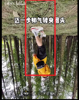 小树林 - 图2