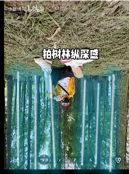 小树林 - 图4