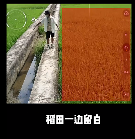 稻田 - 图4