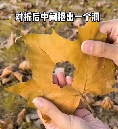 小树林 - 图15